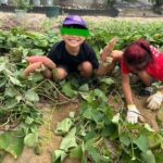 9月20日(土)お芋ほり🍠