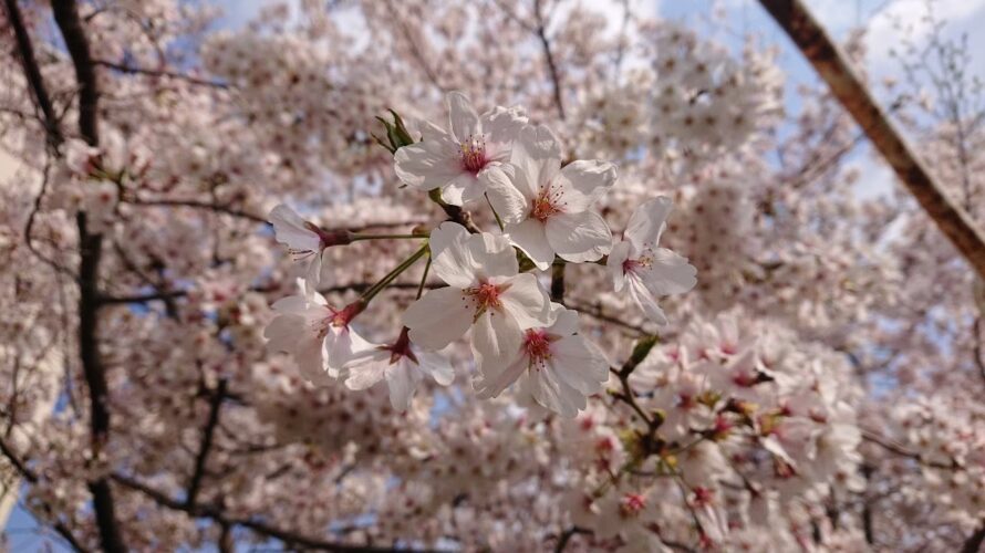 支援プログラムの公表について