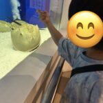 8月29日(土)カブトガニ博物館に行こう！