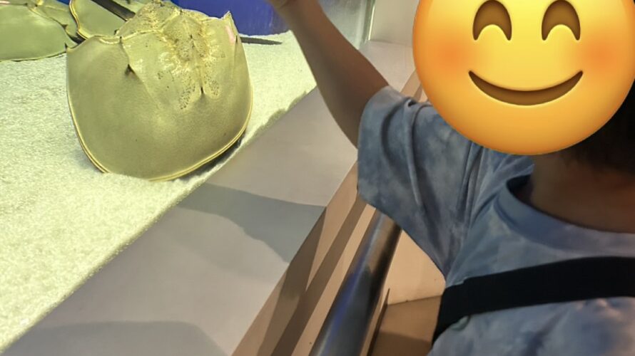 8月29日(土)カブトガニ博物館に行こう！